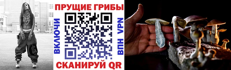 как найти наркотики  Кемерово  Псилоцибиновые грибы Psilocybe 